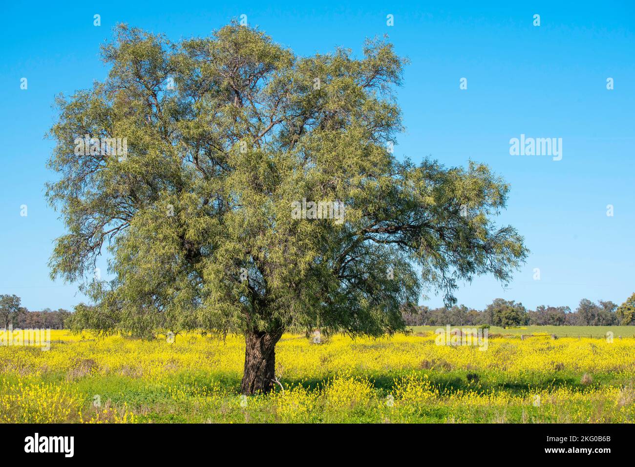 A mature Boonaree or Inland Rosewood tree (Alectryon oleifolius) is a small tree of the soapberry family Sapindaceae, native to Australia Stock Photo