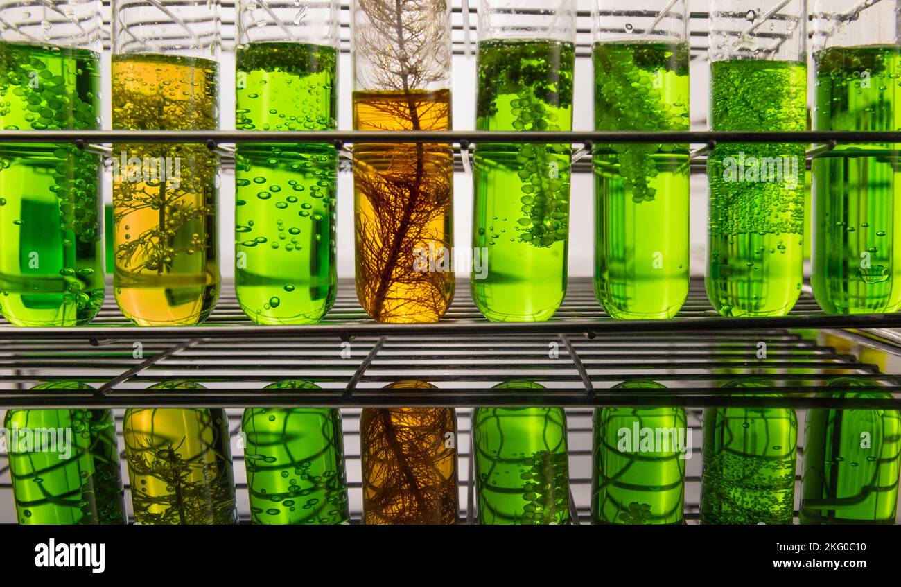 Algae fuel biofuel industry lab researching for alternative to fossil algae fuel or algal biofuel. Stock Photo