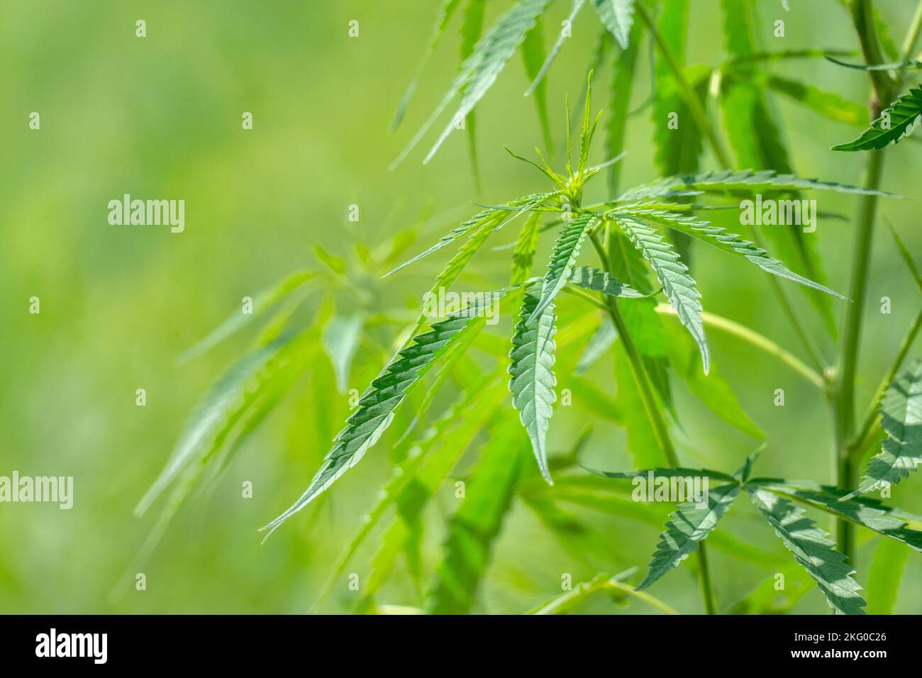 Industrial hemp (cannabis sativa ) plant growing in farm for CBD oil and hemp seed oil extract. Stock Photo