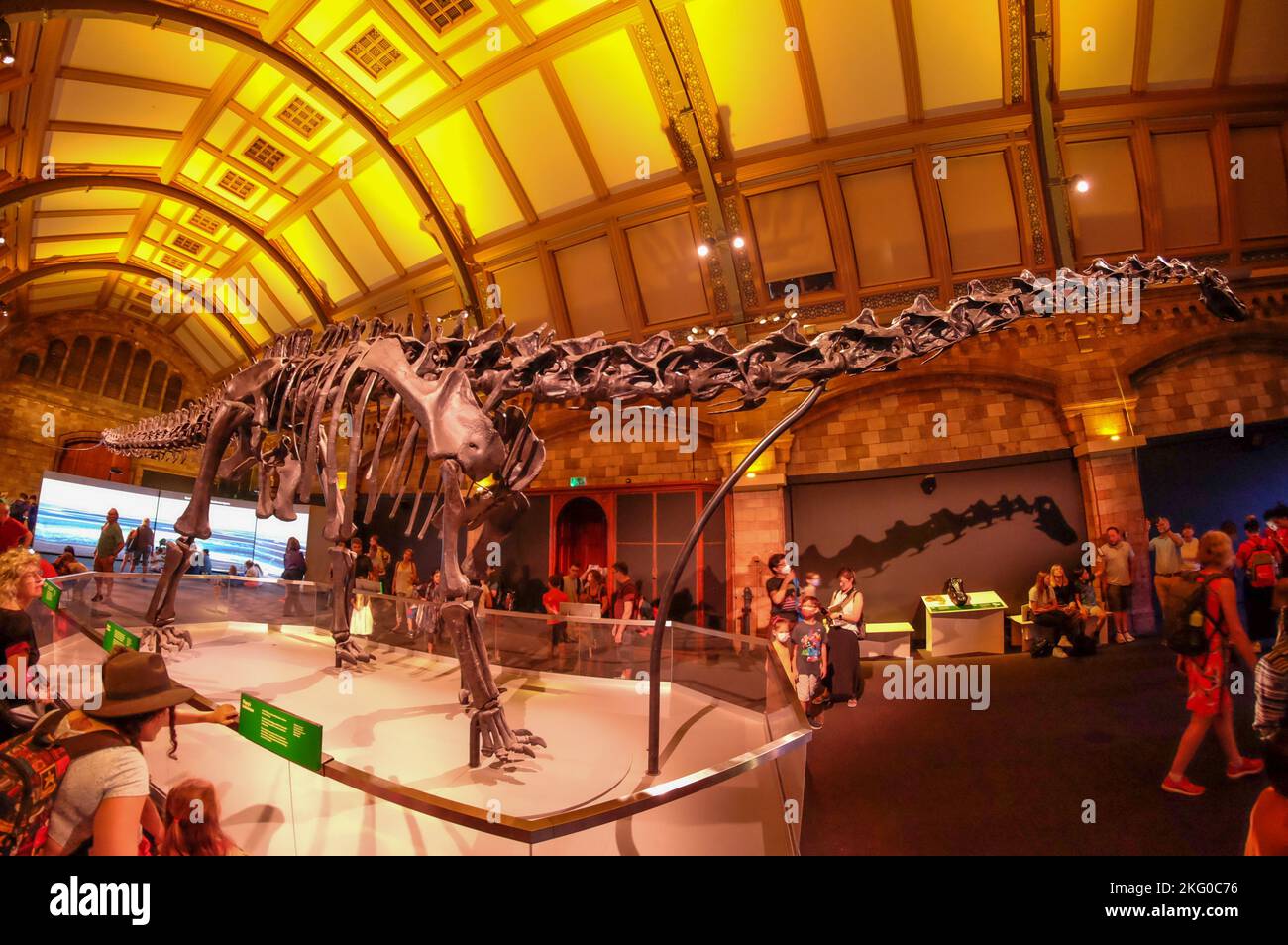 The skeleton of dippy the dinosaur returns to the Natural History ...