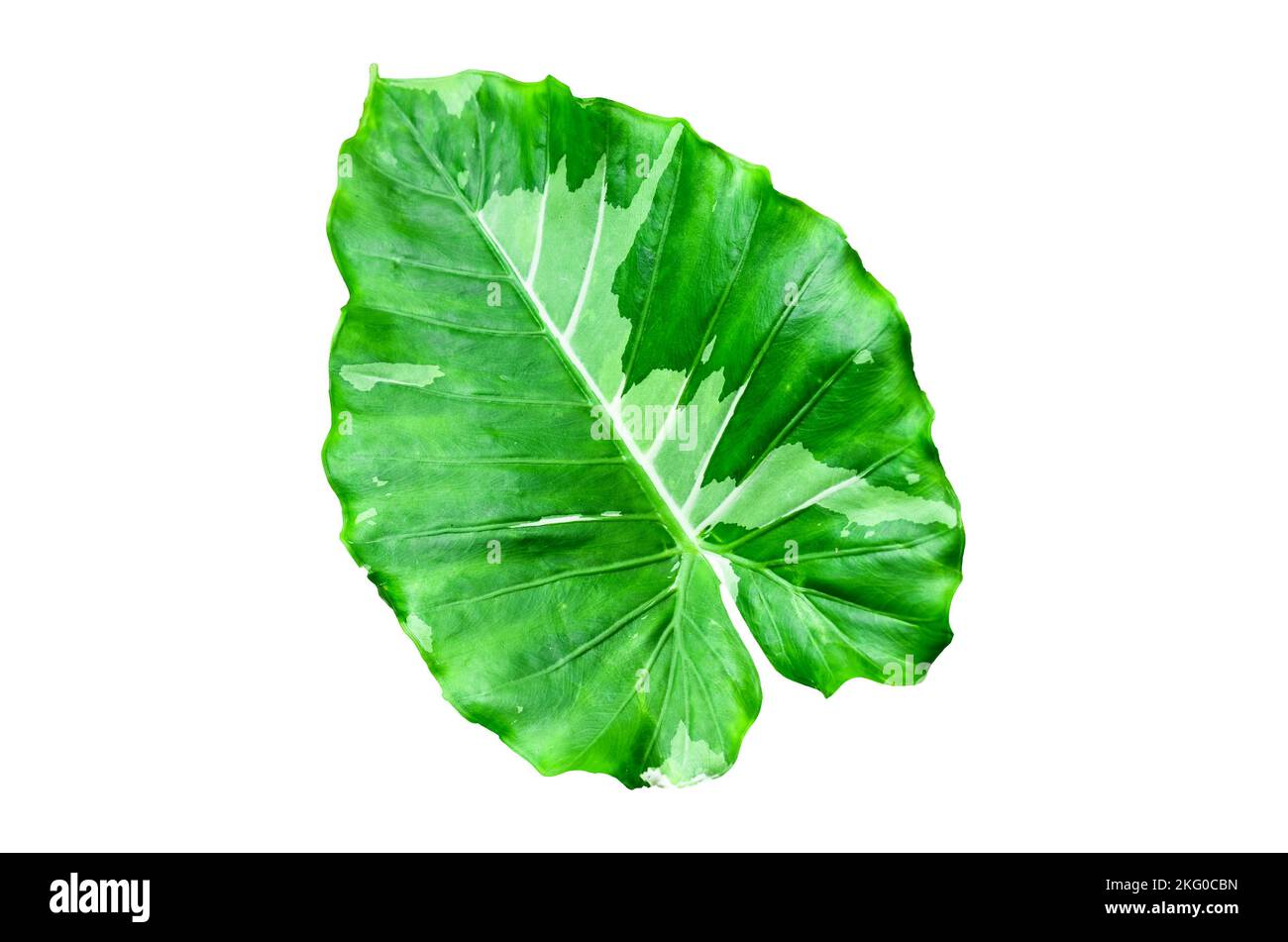 Beautiful Alocasia Okinawa leaf on white background Stock Photo - Alamy