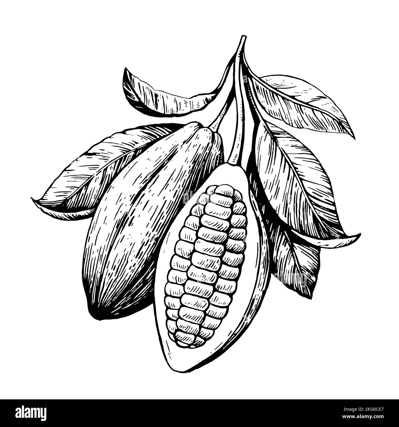 Cocoa beans illustration in black and white engraving retro style isolated on white background. Vector hand drawing Stock Vector