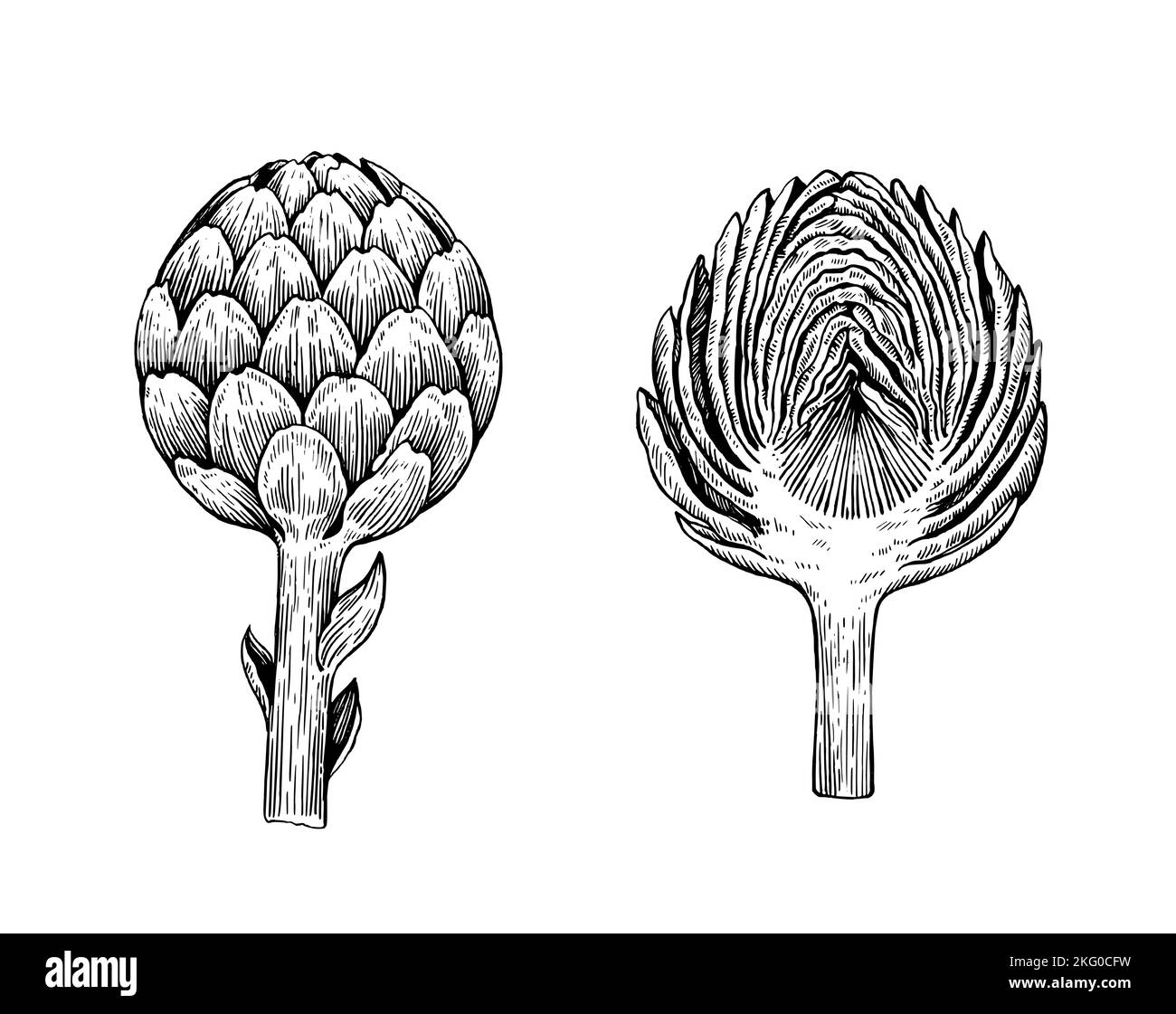 French artichoke Black and White Stock Photos & Images Alamy