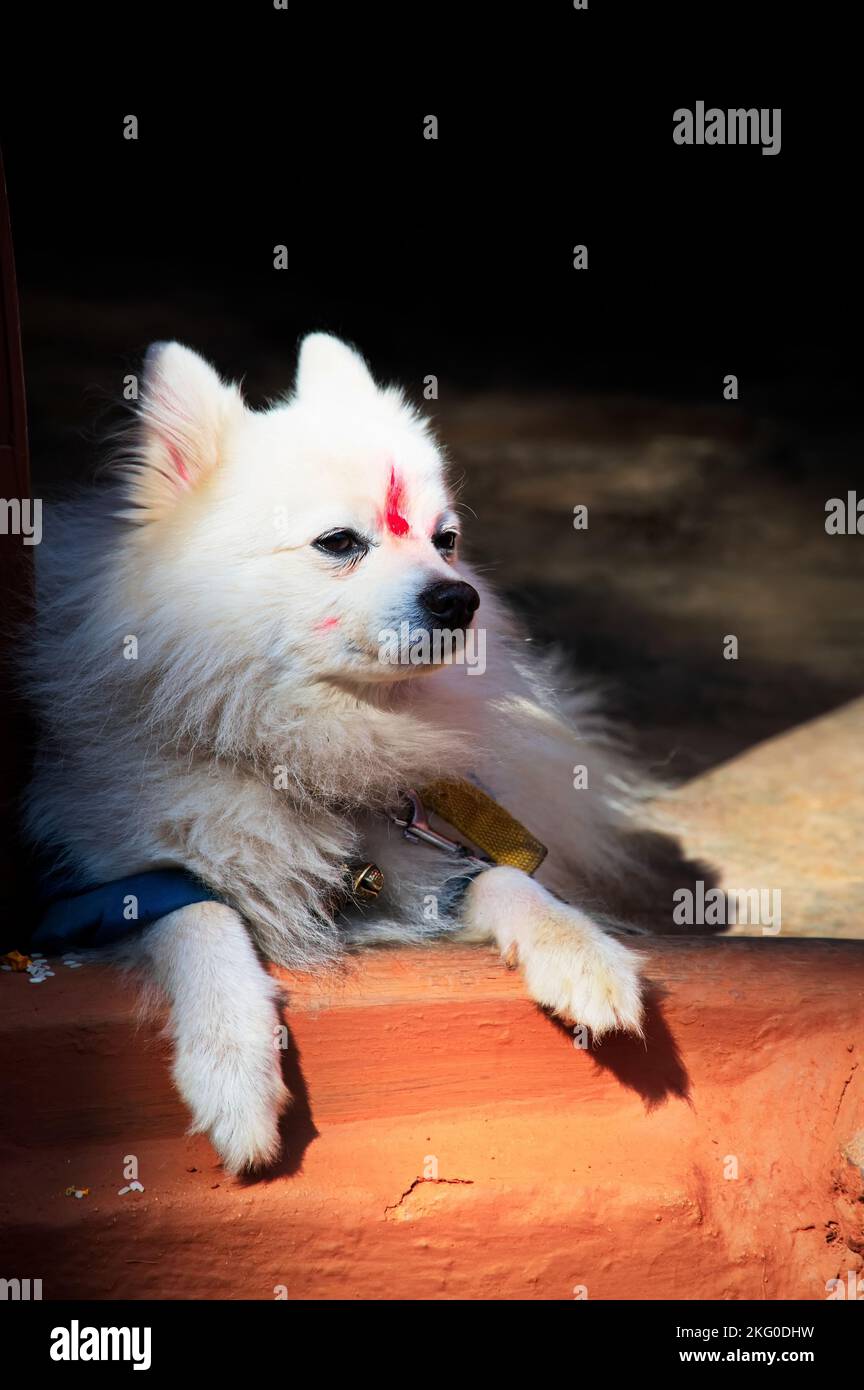 Cute white dog lying at threshold and wearing red dot on her forehead