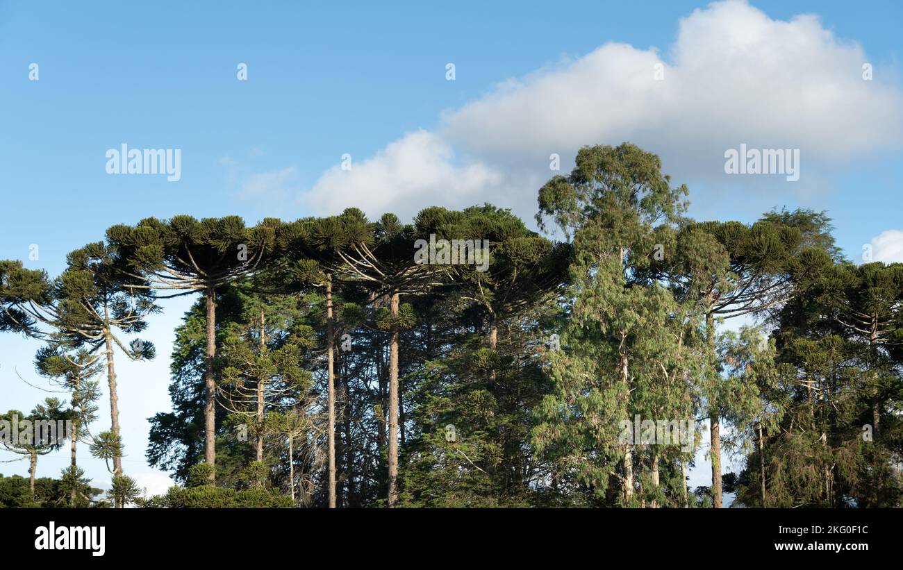 Araucaria or Parana pine, typical of southern Brazil, is at risk of