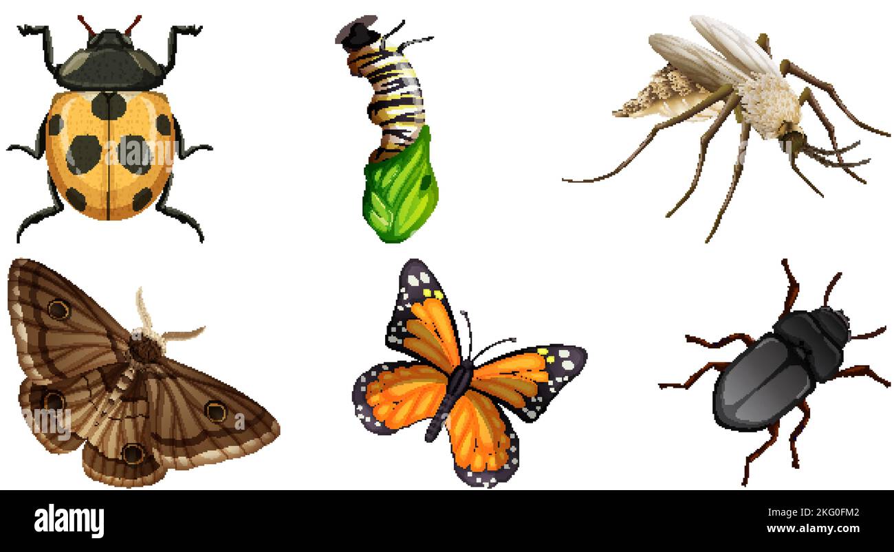 Set of different kinds of insects illustration Stock Vector Image & Art ...