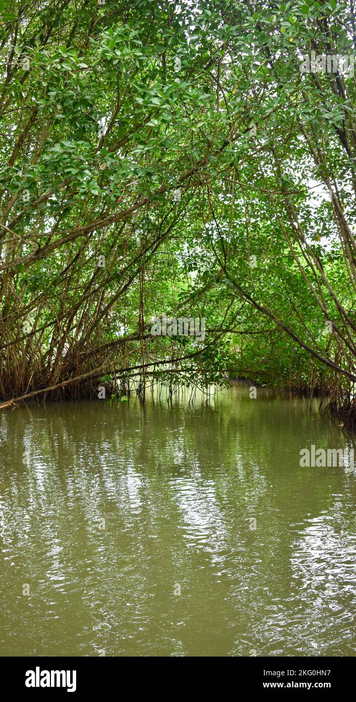 An aerial view of green lake surrounded by dense trees Stock Photo - Alamy