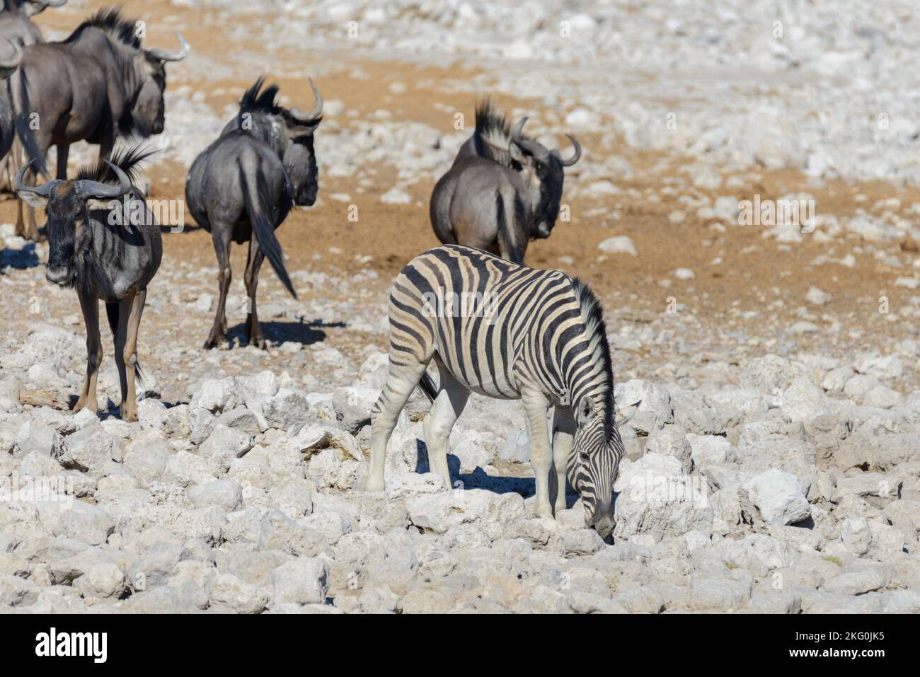Wild african animals -gnu, kudu, orix, springbok, zebras drinking water ...