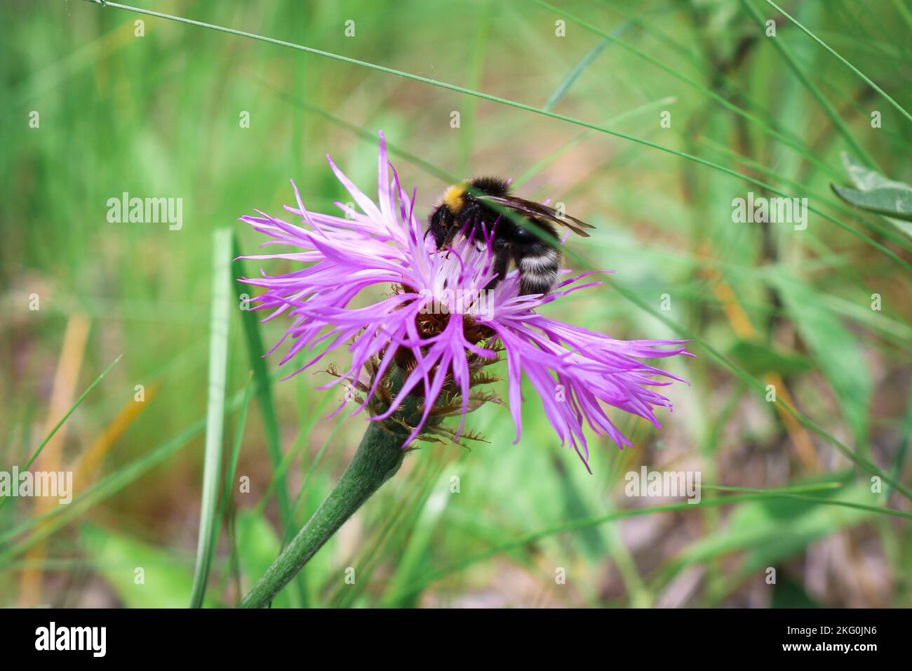 Wild pink cornflower flowers with bee - Pink bachelor's button (Centaurea pulcherrima). A useful melliferous, ornamental and medicinal plant Stock Photo