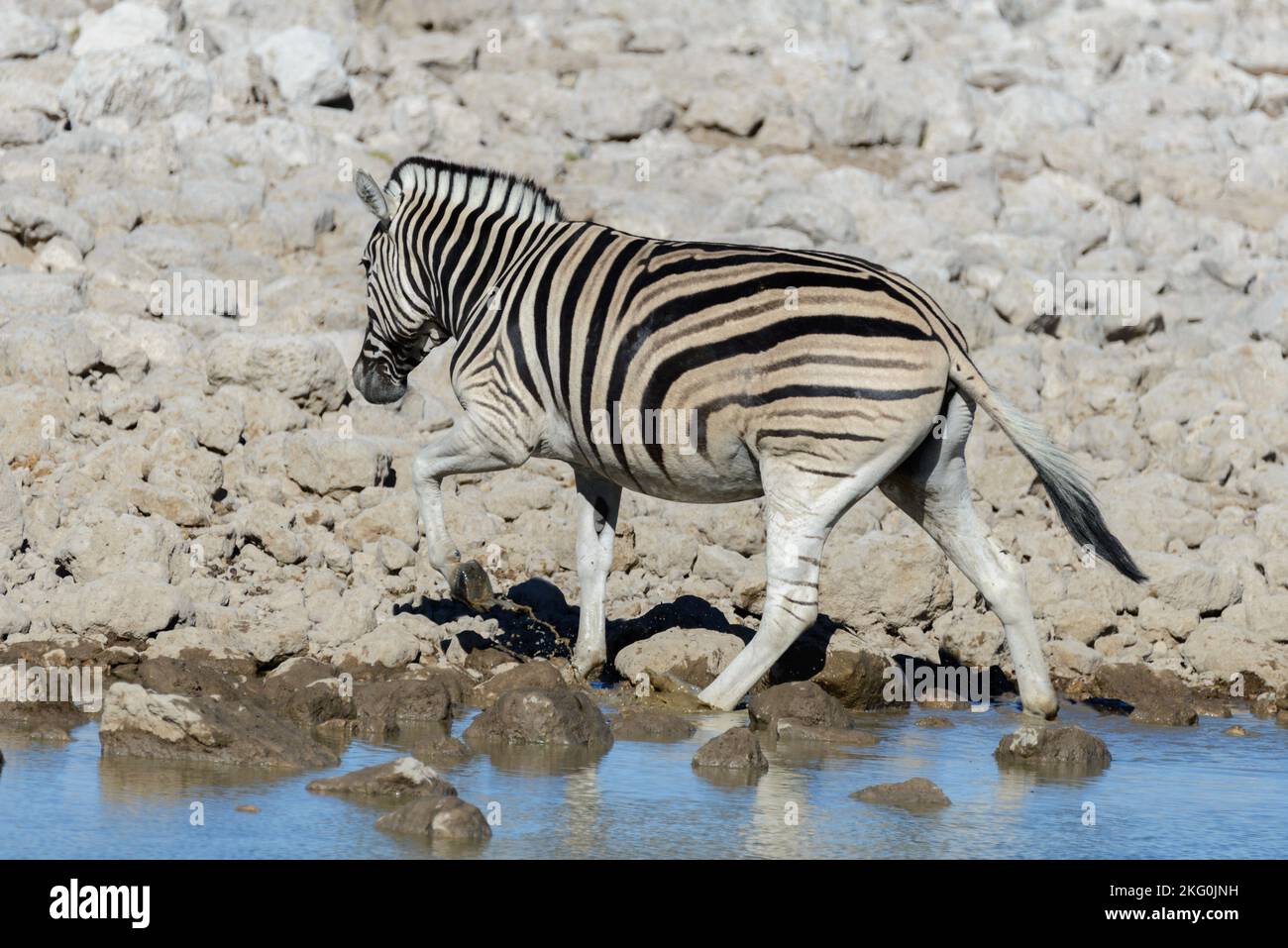 Wild african animals -gnu, kudu, orix, springbok, zebras drinking water ...