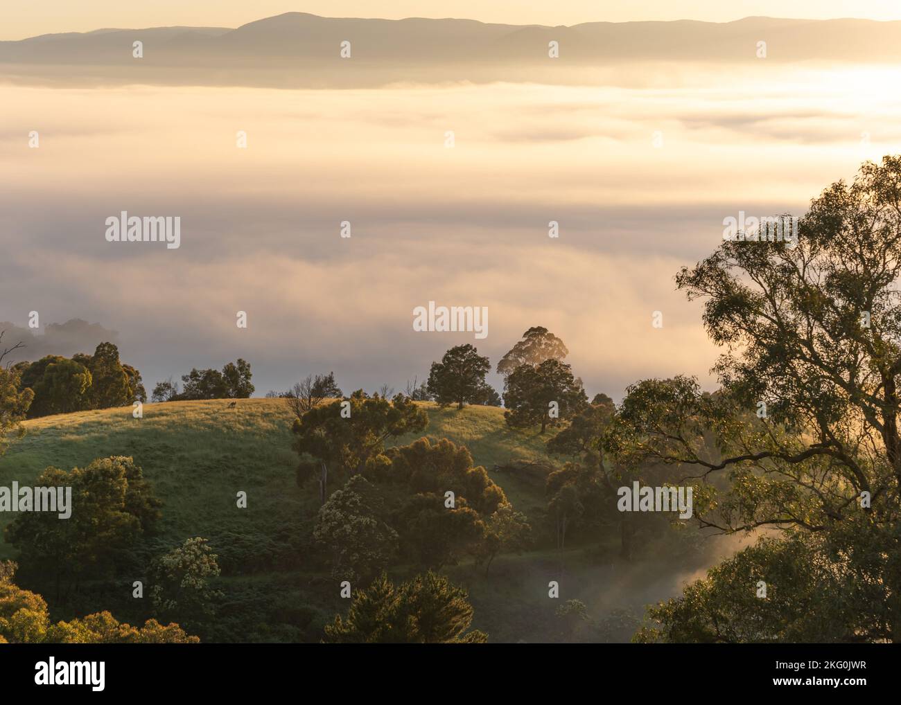 Fog rising up through trees in the foreground and mountains in the distance. Stock Photo