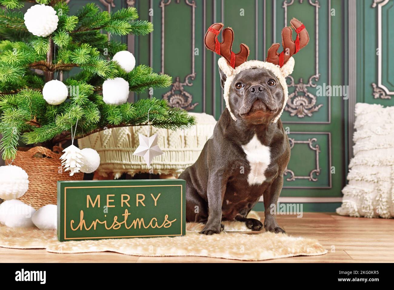 French Bulldog dog with reindeer costume antlers sitting next to Christmas tree Stock Photo