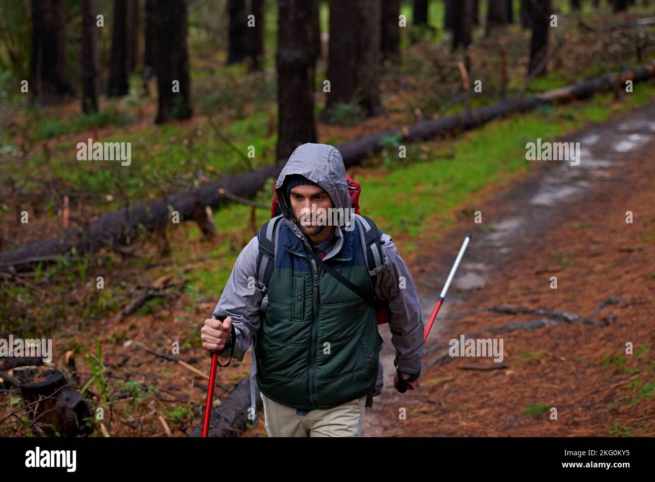 Nordic walking in natural wilderness. a handsome man hiking in a pine forest using nordic walking poles. Stock Photo