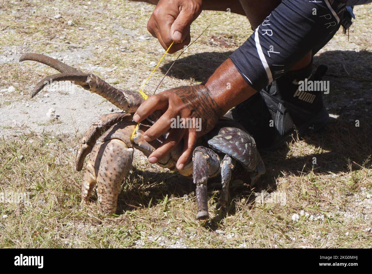 Coconut crab’s hires stock photography and images Alamy