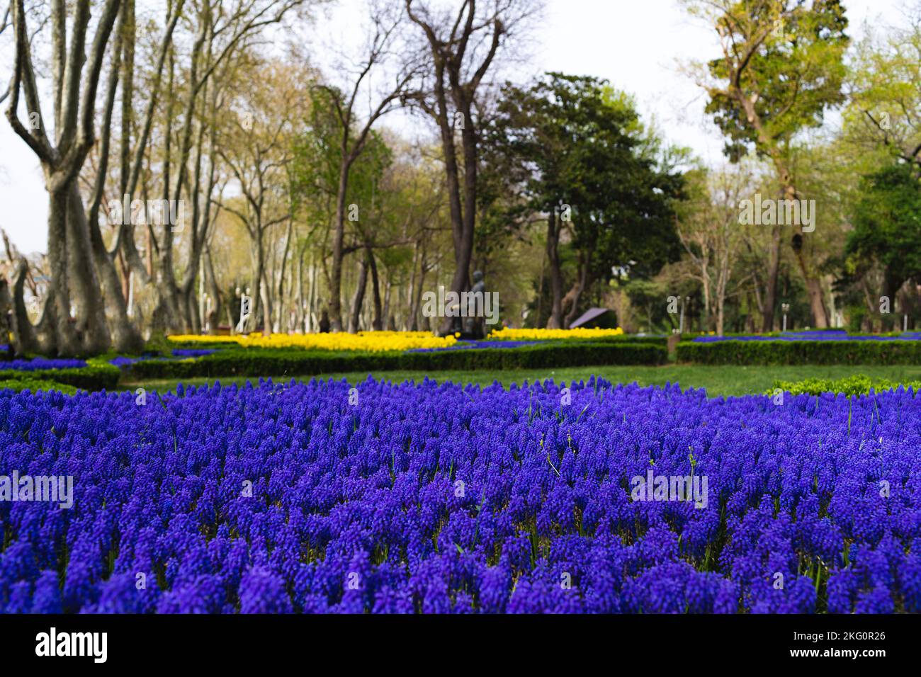 Spring meadow filled with purple perennial flowers Stock Photo - Alamy