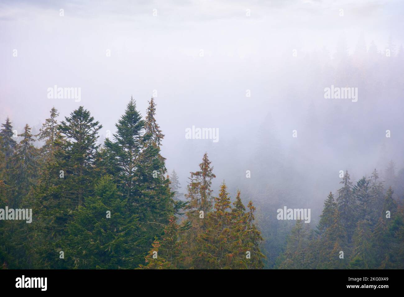 coniferous forest on a foggy autumn day. gloomy nature background with overcast sky Stock Photo