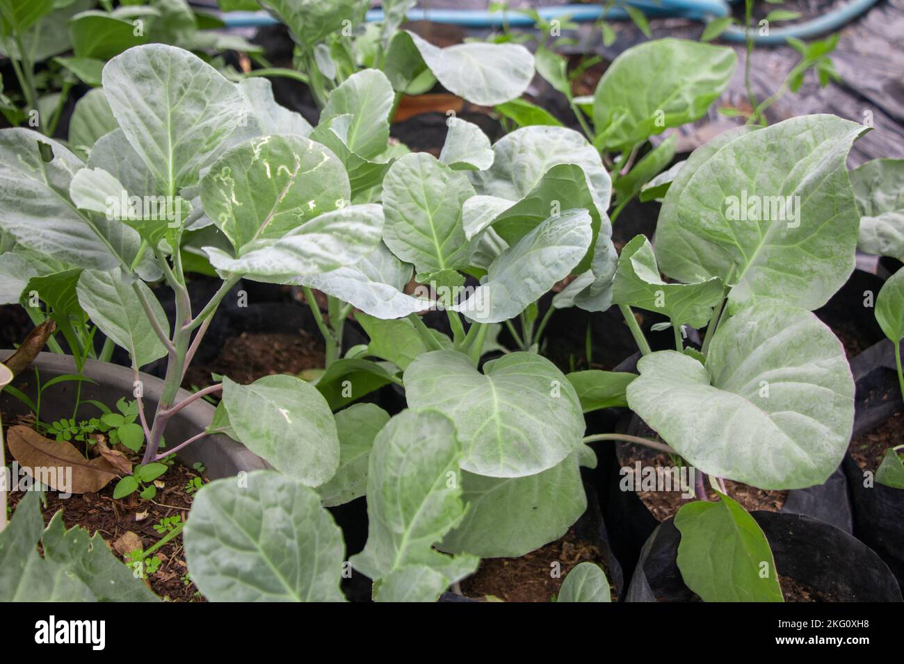 fresh spinach vegetable field Stock Photo