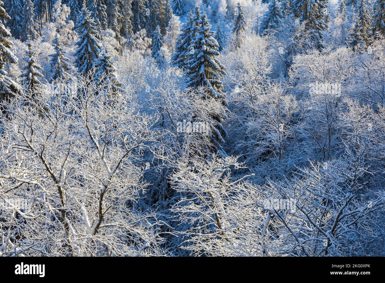 Aerial view snowy forest treetops hi-res stock photography and images ...
