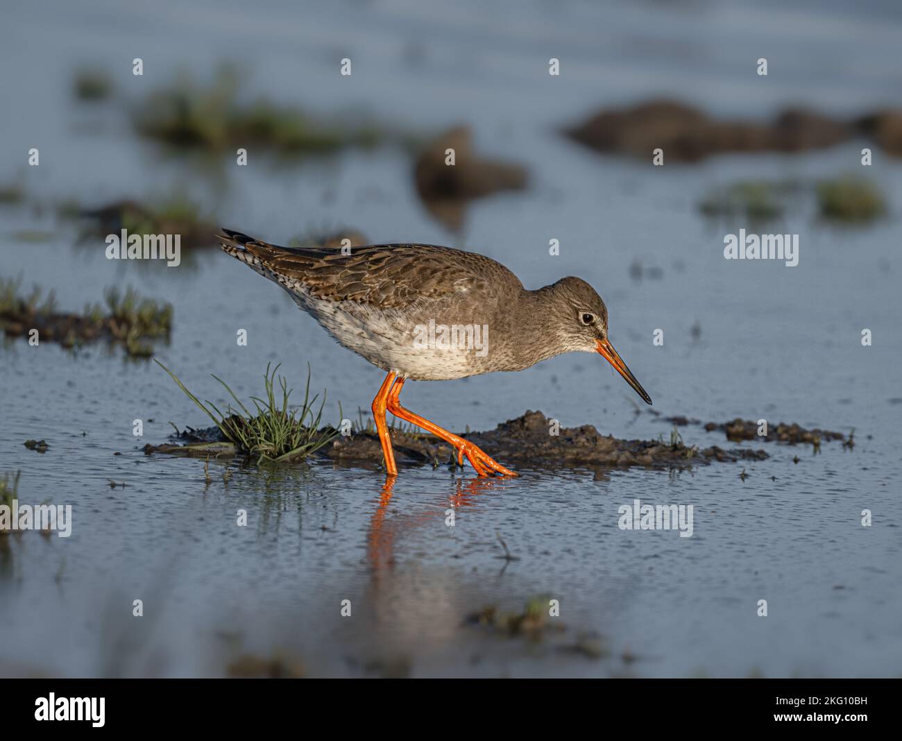 Common Redshank(Tringa totanus) searcing for food items on a shallow marshy pool at Cley in North Norfolk, UK Stock Photo