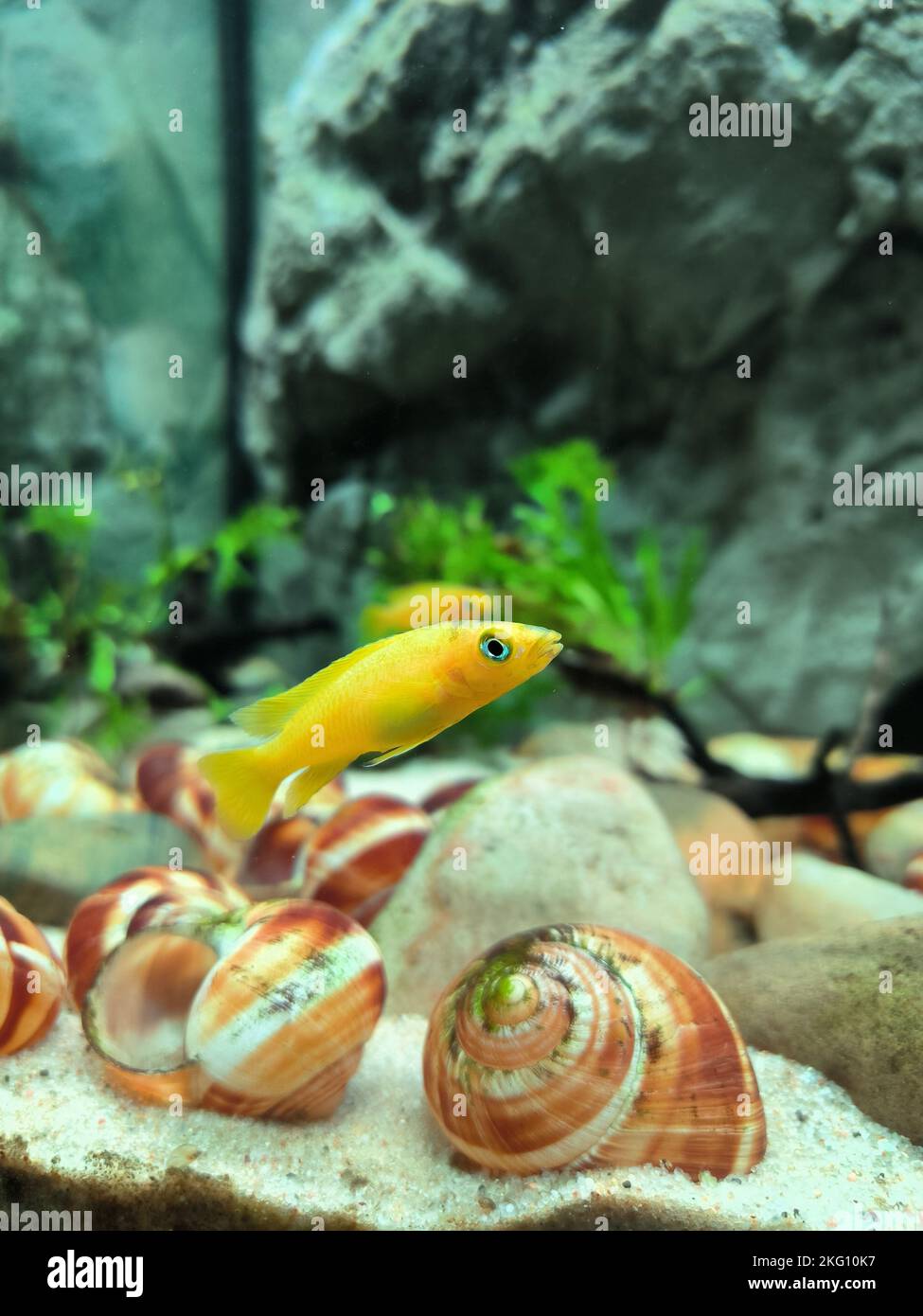 A vertical closeup shot of a lemon cichlid (Neolamprologus Leleupi) in an aquarium Stock Photo