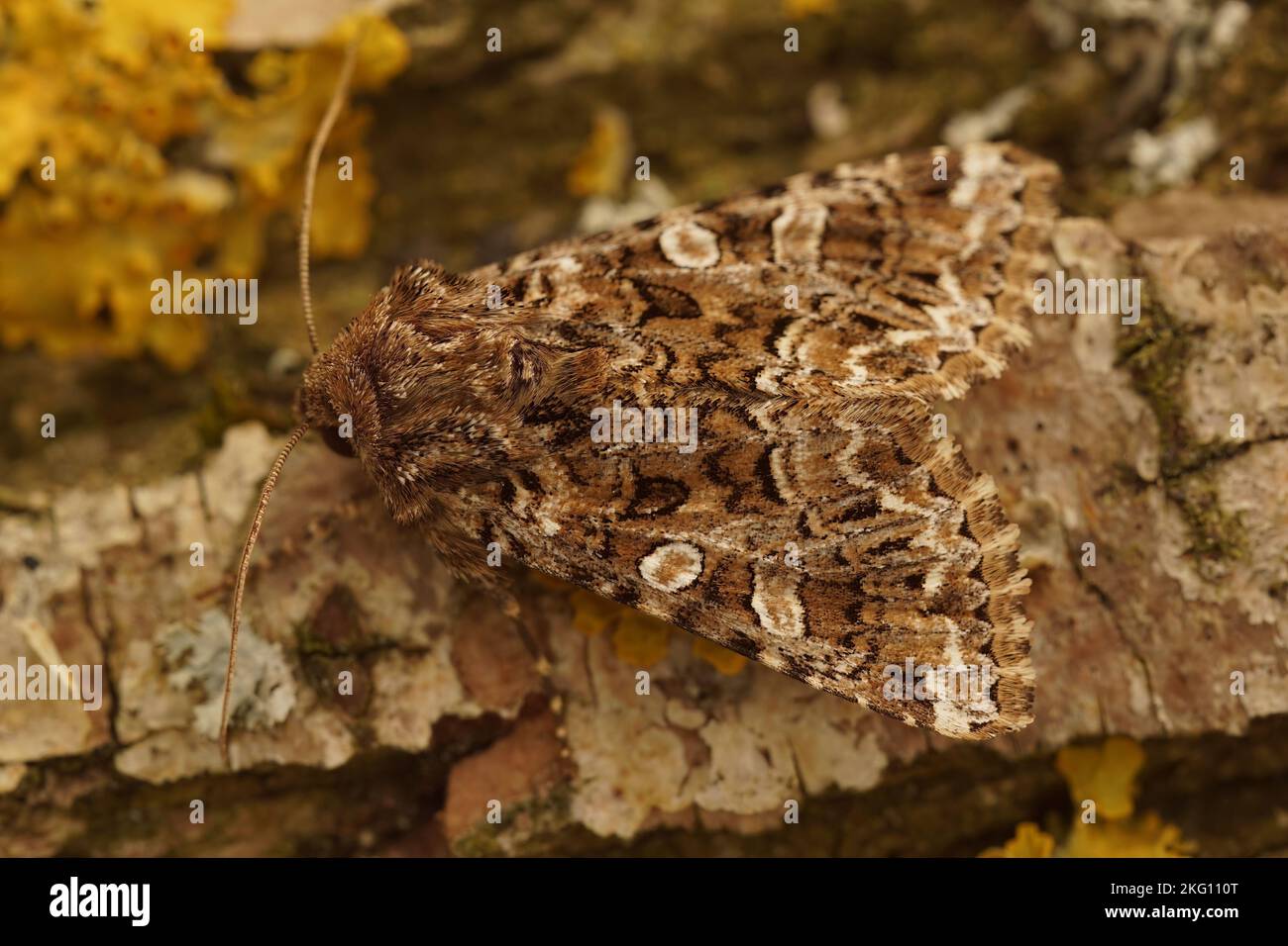 Detailed closeup on tawny shears or pod lover owlet moth, Hadena perplexa, sitting on wood Stock Photo