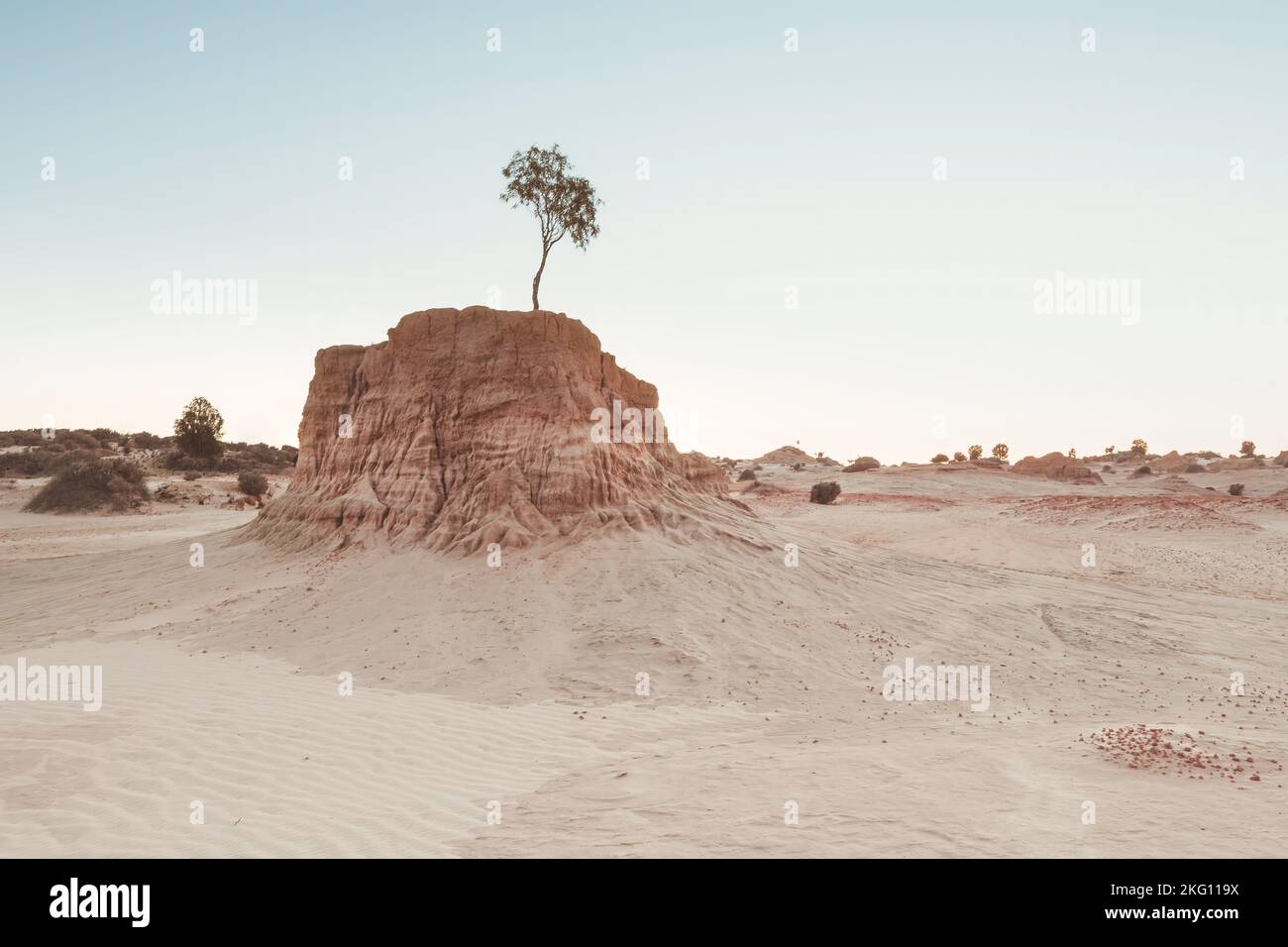 The arid desert of inland Australia a  tree manages to grow on top of the lunette Stock Photo