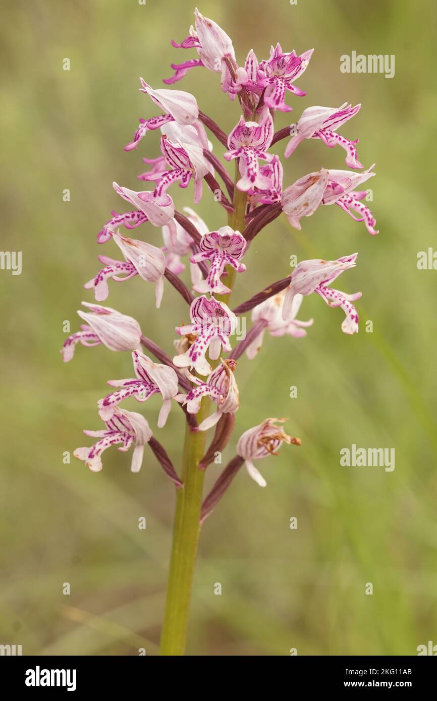 Natural closeup on the protected purple European military orchid, Orchis militaris in Gard, France Stock Photo