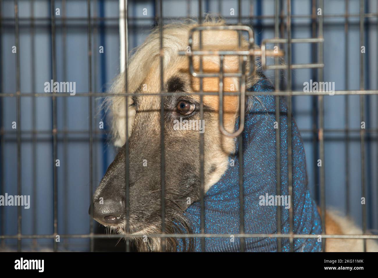 Pure breed Afghan Hound wearing neck protective scarf. Dog crate view Stock Photo