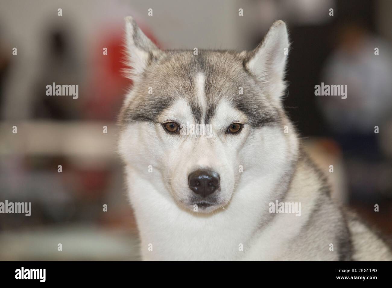 Light gray and white Siberian Husky. Portrait Stock Photo