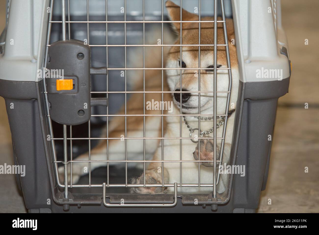 Pure breed Shiba Inu resting in its crate. Selective focus Stock Photo