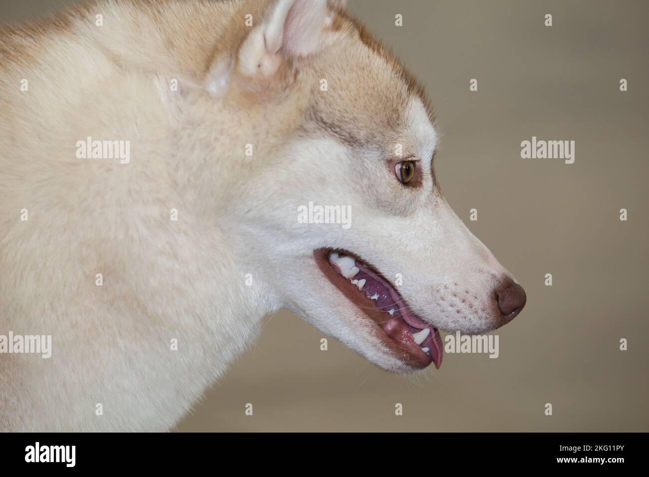 Light yellow and white Siberian Husky. Profile Stock Photo