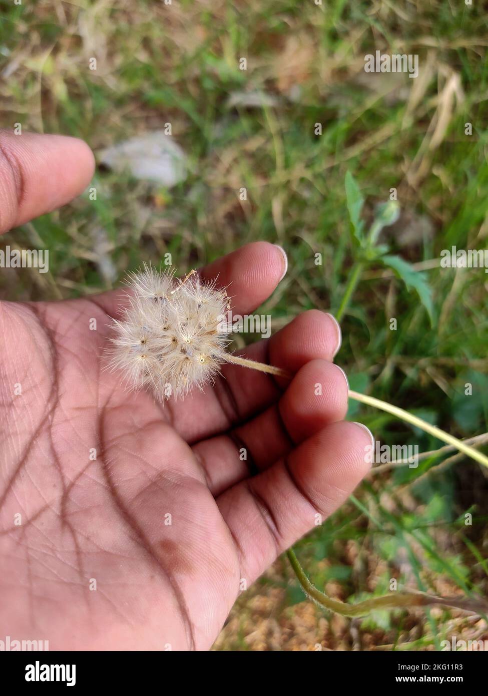 Tridax Daisy (Tridax procumbens) - Mature fruit containing winged seeds, poised for wind dispersal, held in a hand. Stock Photo