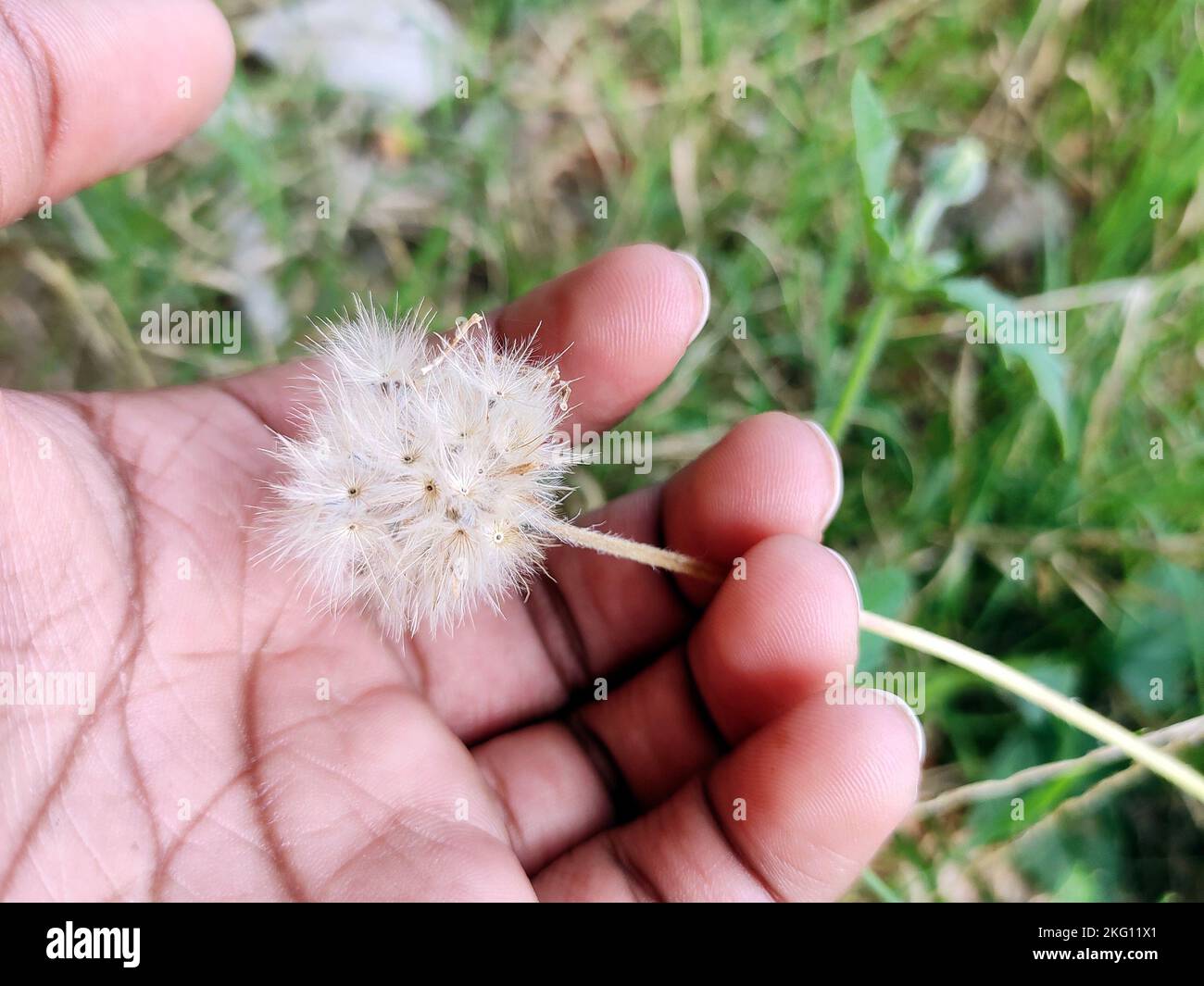 Tridax Daisy closeup holding in a hand Stock Photo