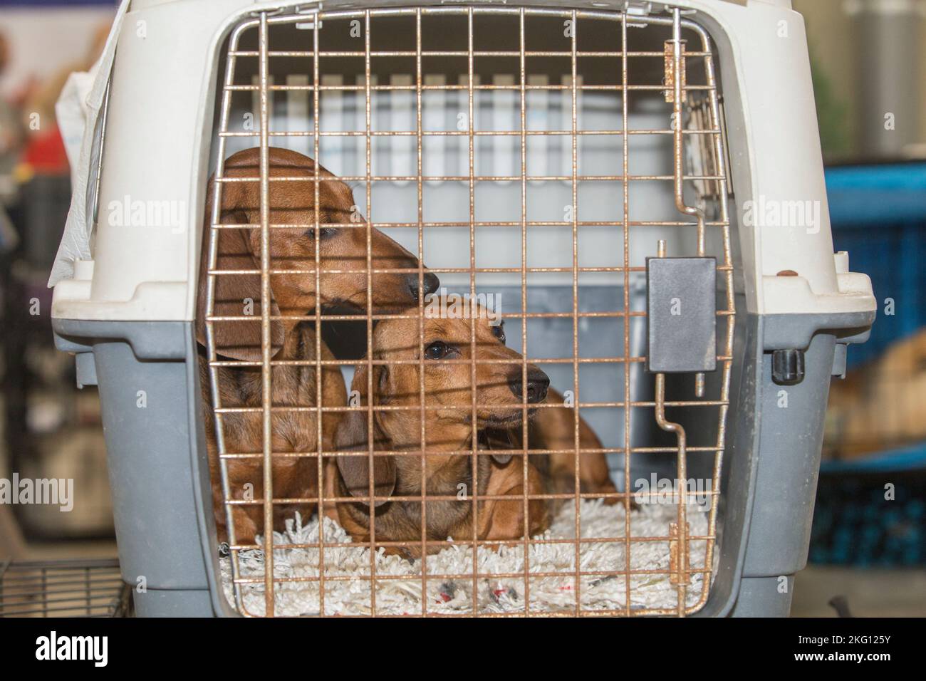 Pure breed dachshund mother and son resting in the crate. Selective focus Stock Photo