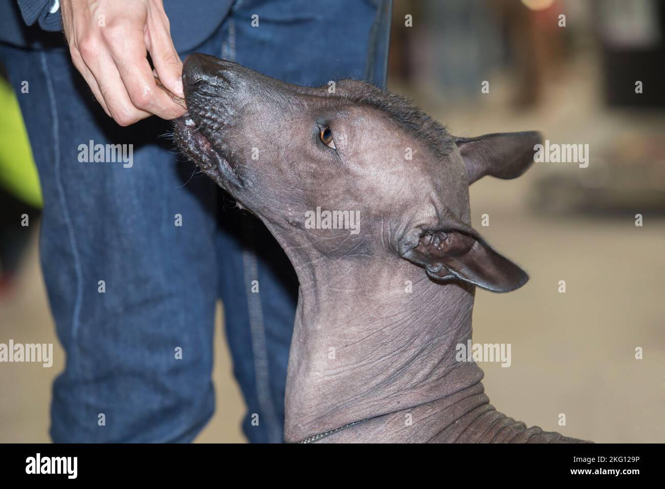 Pure breed Xoloitzcuintle dog. He is eating a cookie from his owner Stock Photo