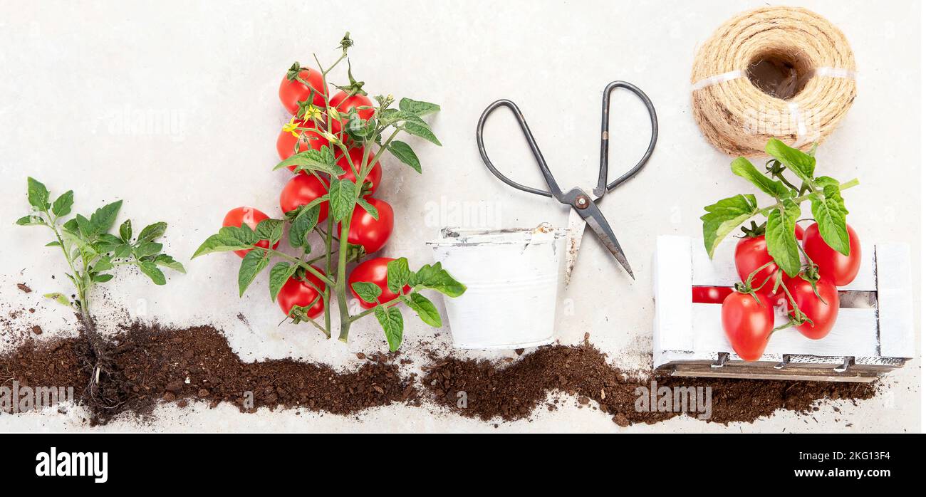 Life cycle of tomato plant. Growth stages from seed to flowering and fruiting plant with ripe red tomatoes on a white background. Top view. Stock Photo