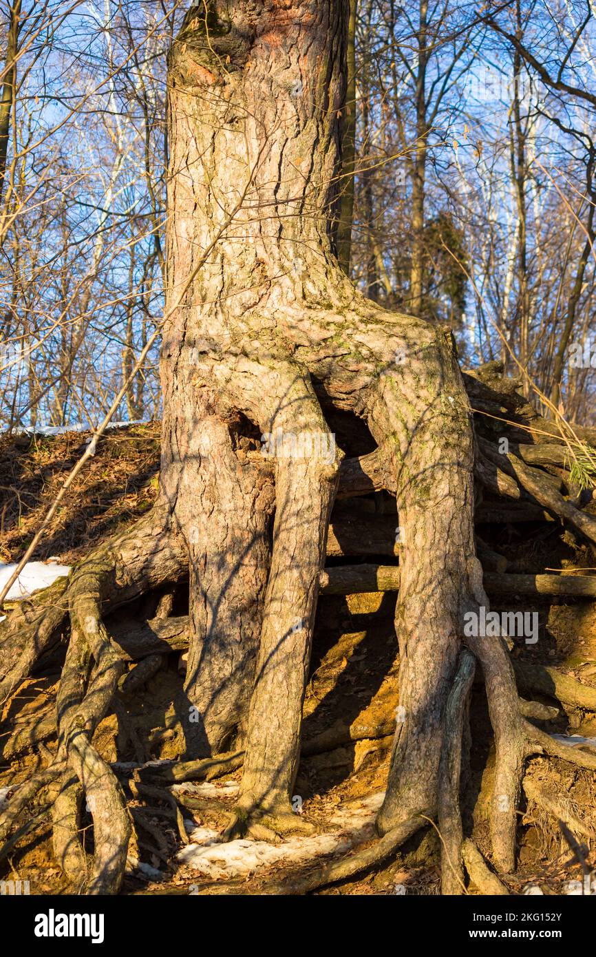 Powerful branched roots of an old pine tree growing on a sloping slope