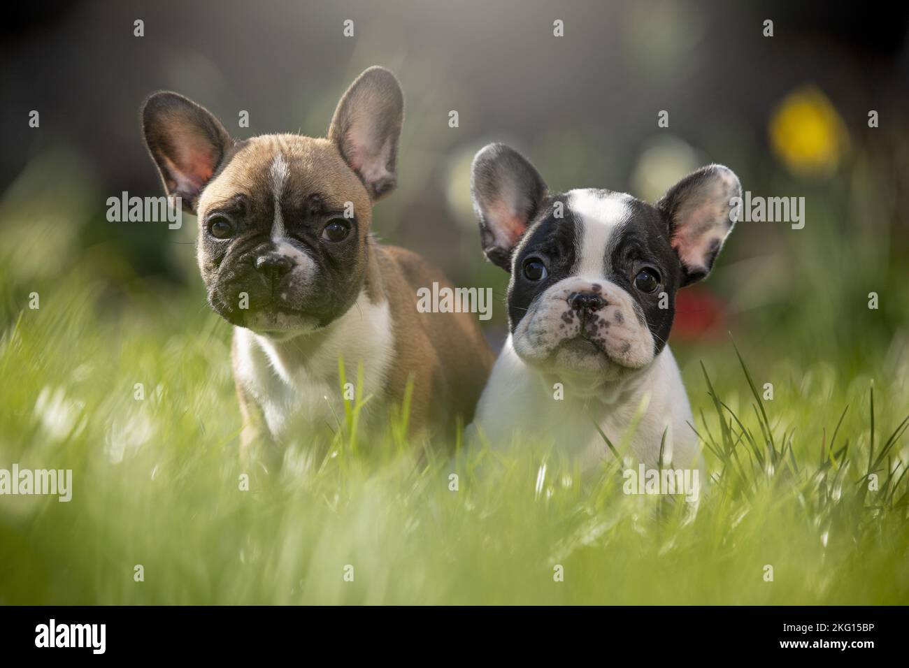 sitting french bulldog puppy Stock Photo