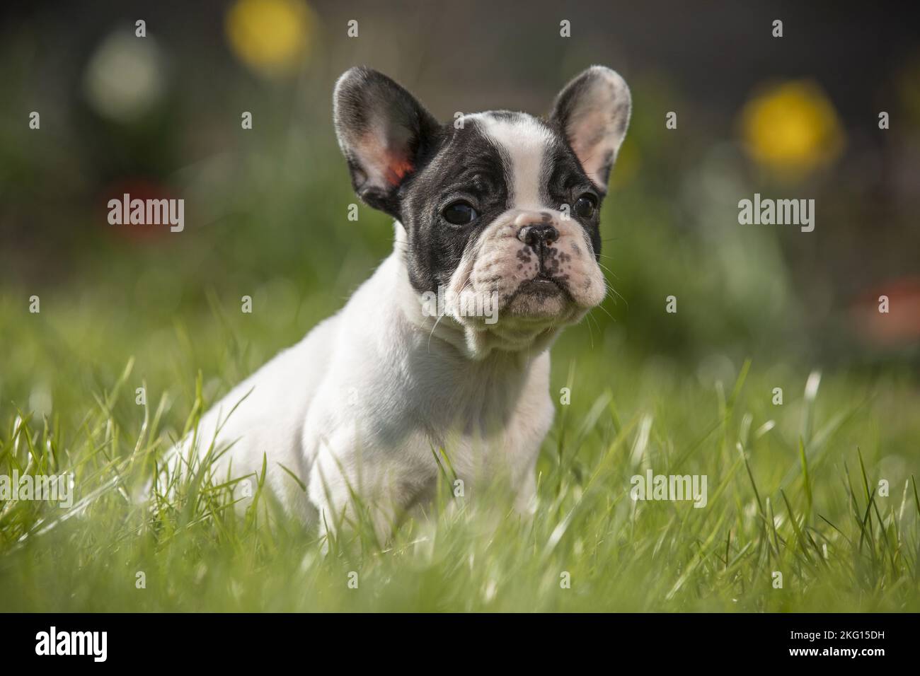 sitting french bulldog puppy Stock Photo