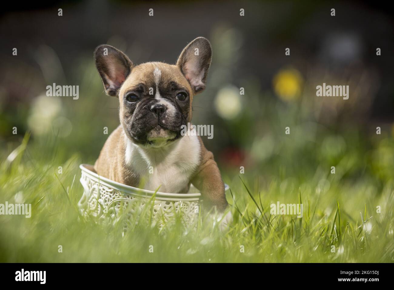 French Bulldog Puppy in the basket Stock Photo