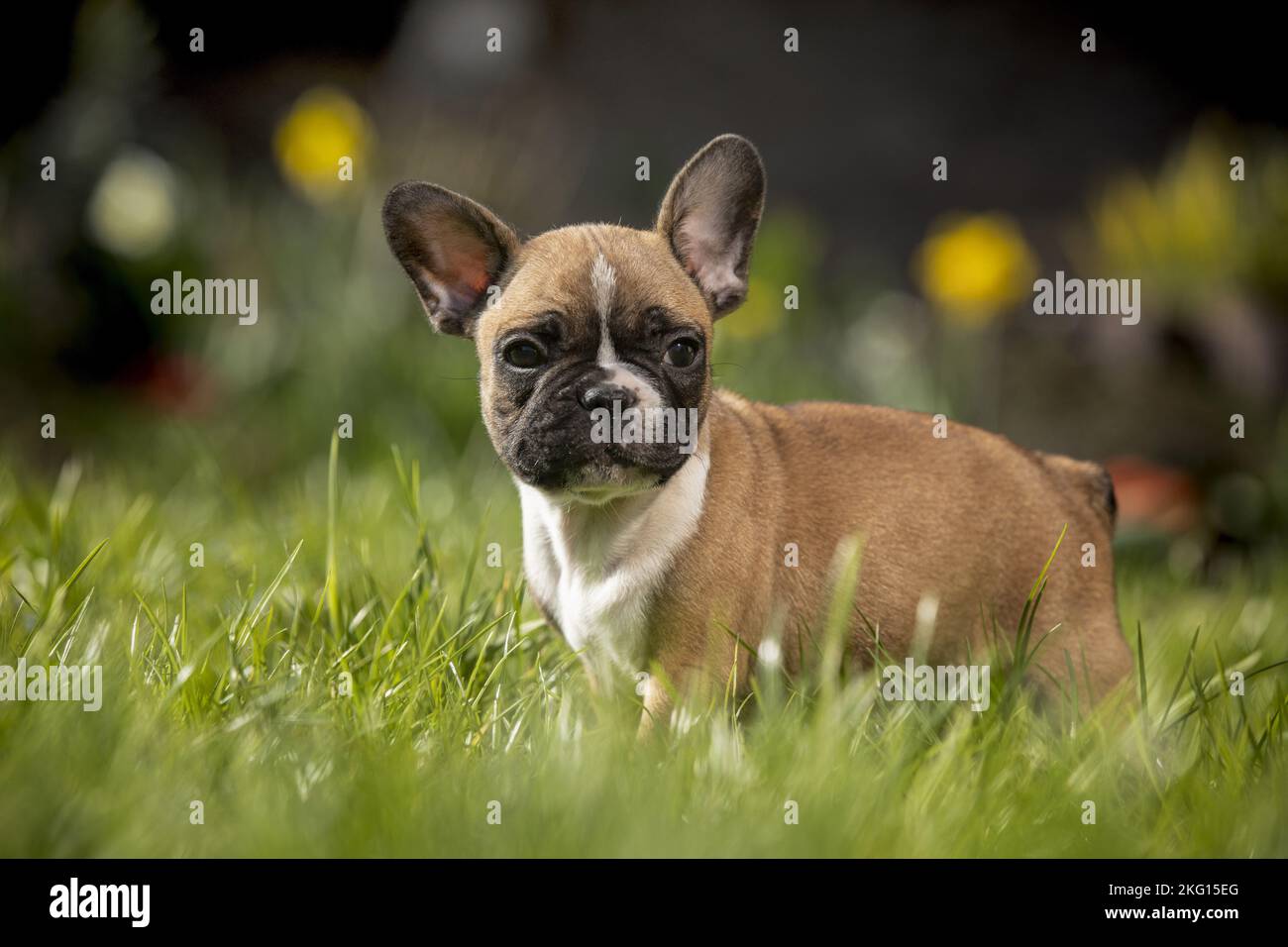 French Bulldog Puppy stands in the grass Stock Photo