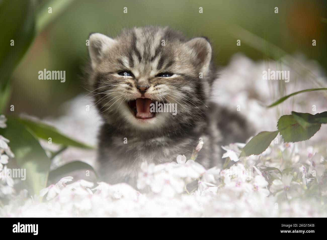 meowing British Shorthair kitten Stock Photo