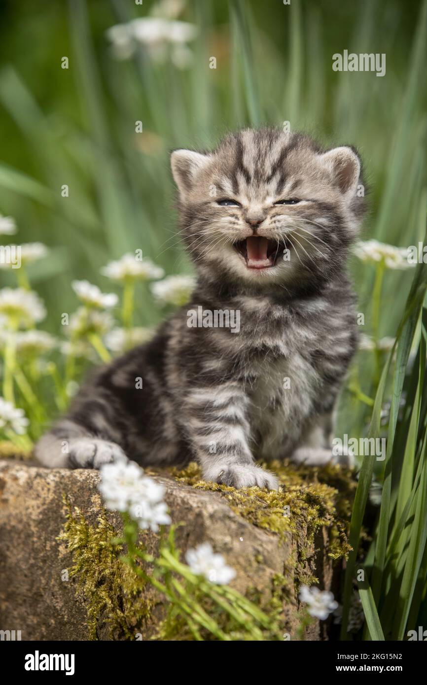 meowing British Shorthair kitten Stock Photo Alamy