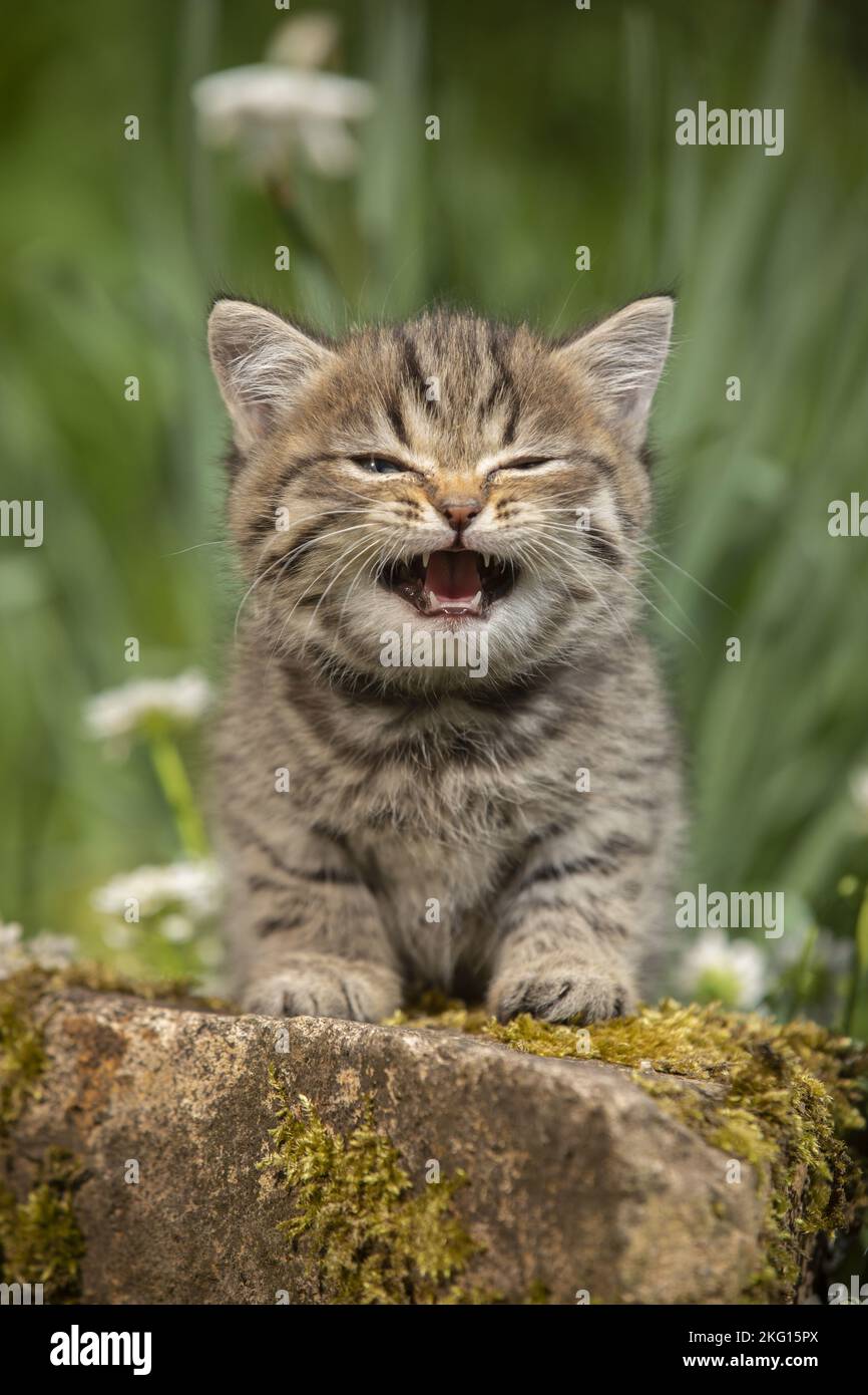 meowing British Shorthair kitten Stock Photo Alamy