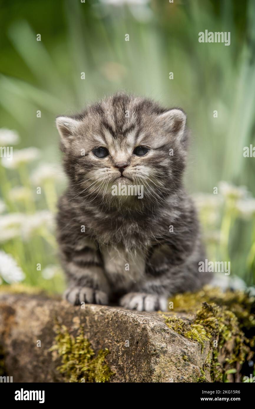 sitting British Shorthair Kitten Stock Photo