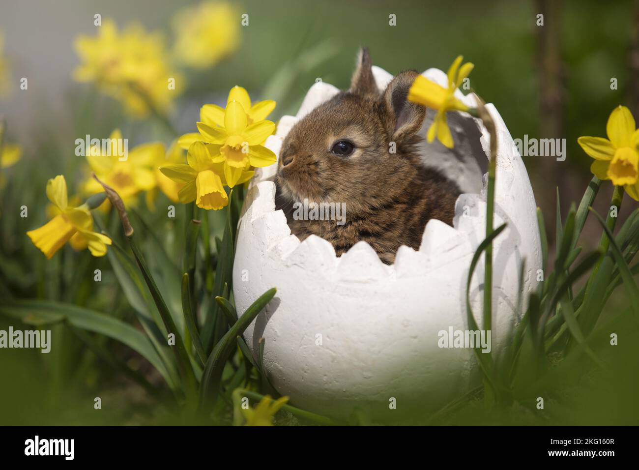 Rabbit daffodil hi-res stock photography and images - Alamy