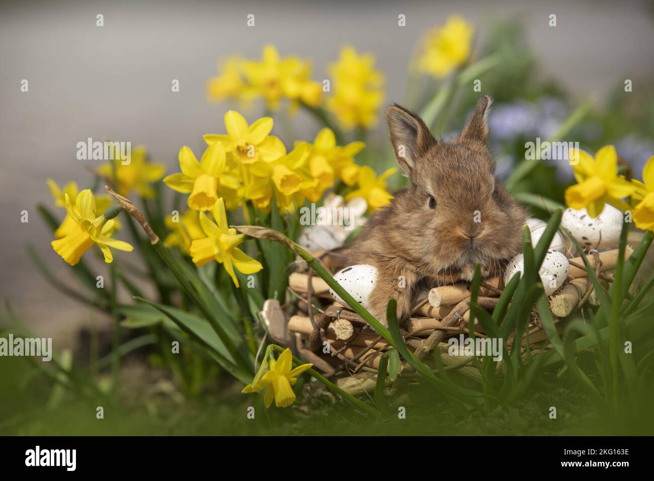 young rabbit between blossoms Stock Photo