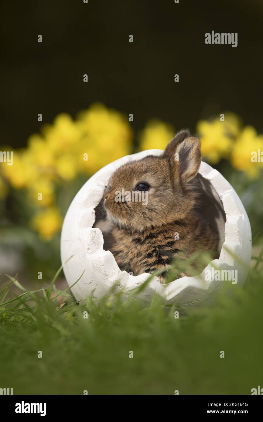 Rabbit daffodil hi-res stock photography and images - Alamy