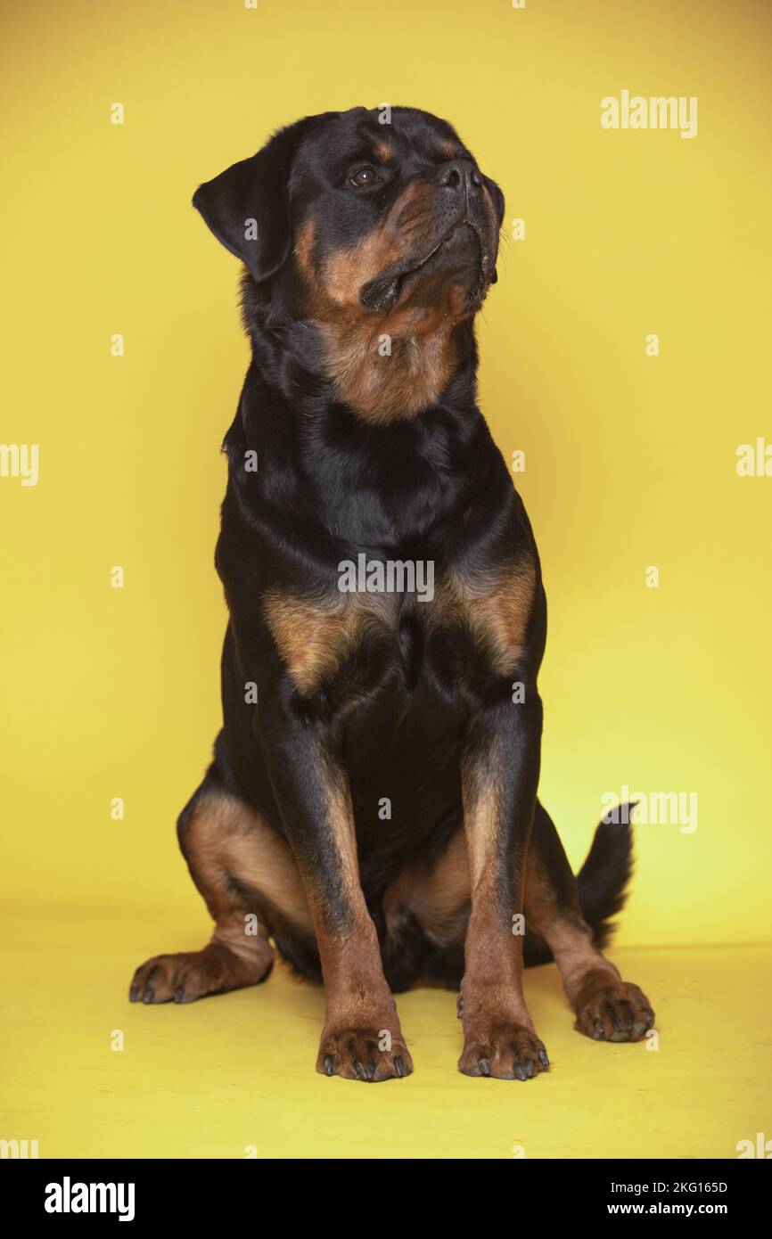 male Rottweiler Stock Photo
