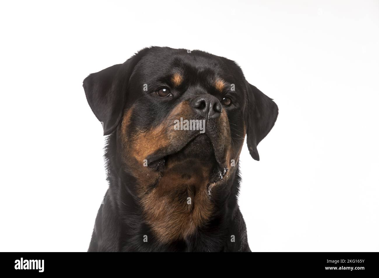 Rottweiler Portrait Stock Photo